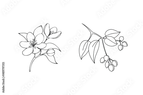 Elegant hand drawn floral elements featuring blossoming flowers and berries in outlined style