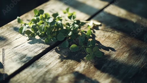 Fresh herbs on a rustic wooden table.  Sunlight casts shadows photo