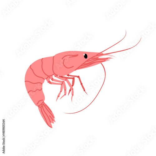 Seafood. Shrimp. Cute shrimp illustration isolated on white background.
