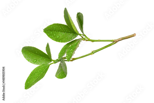 Branch green leaves isolated on white background	