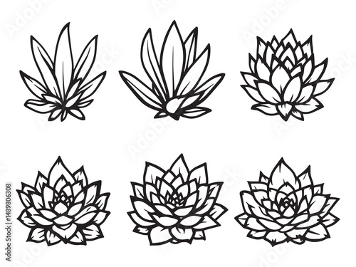 Sempervivum line art vector illustration