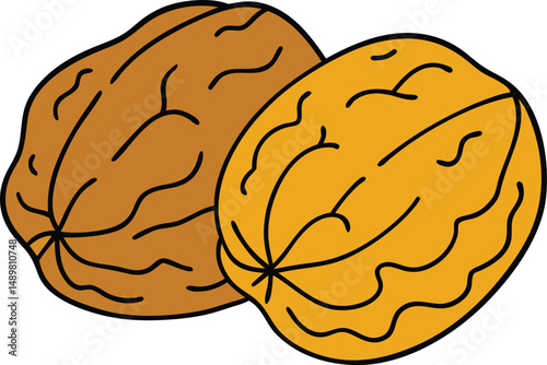 walnuts with white background