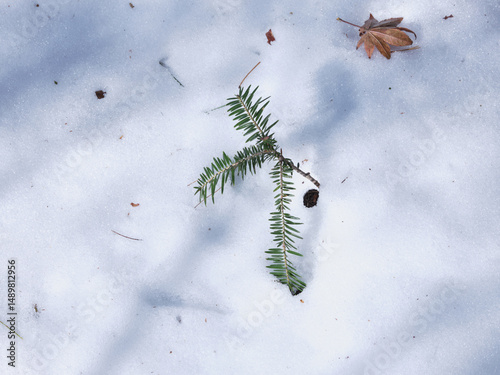 積もった雪から伸びていた枝