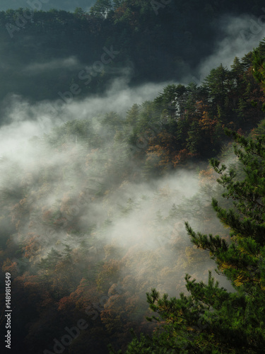 色付いた木と霧