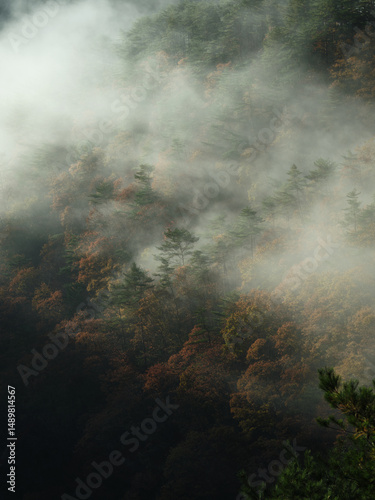 色付いた木と霧