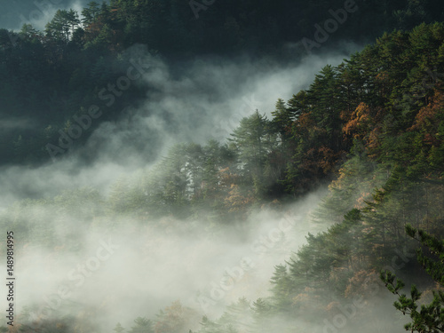 色付いた木と霧