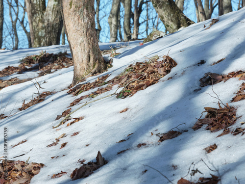 雪の積もった森の中