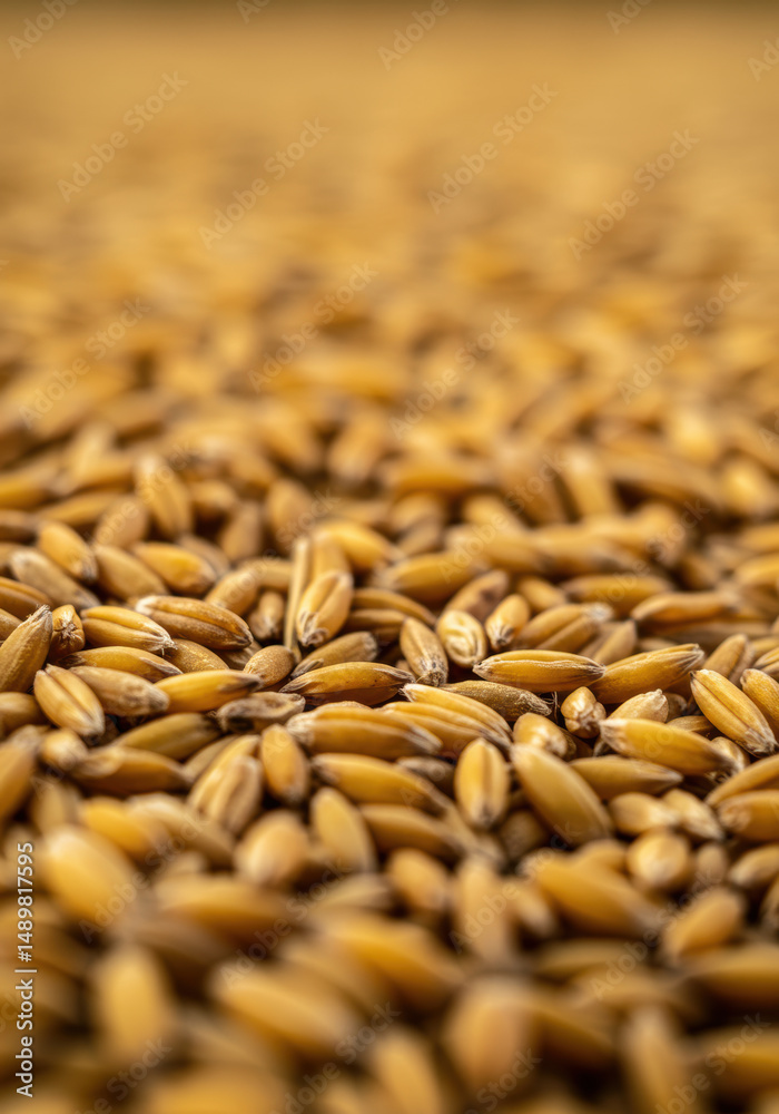 Obraz premium A detailed macro photograph showcasing numerous golden grains with a focus on texture.