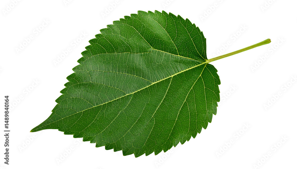 Fototapeta premium leaf of mulberry isolated on transparent background