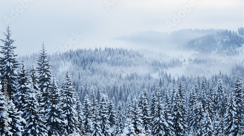 Snowy forest with trees covered in snow