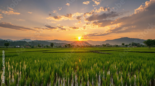 Field of rice with a beautiful sunset in the background