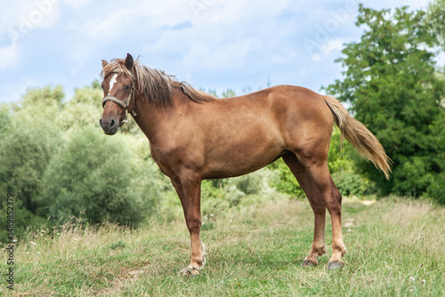 A horse grazes in a sunny meadow