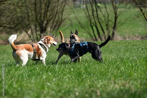 Hundebegegnung auf einer Wiese. 3 unterschiedliche Hunde beschnuppern sich