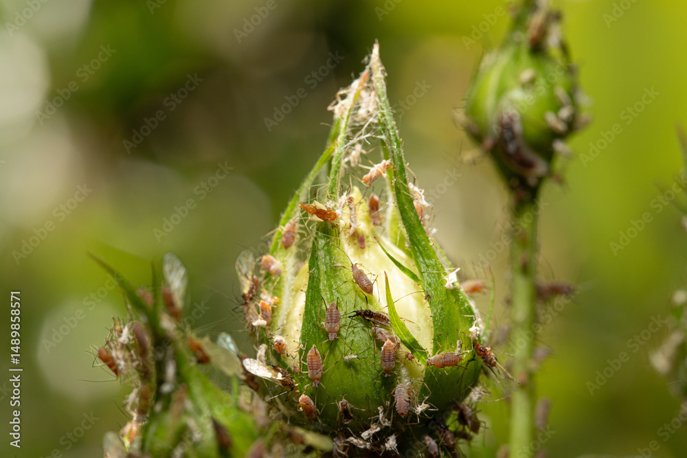 Aphids colonizing a rosebud: pest infestation threatening flower bloom Aphids colonizing a rosebud: pest infestation threatening flower bloom