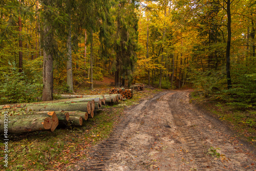 Autumn forest with logging activity in Oliwa, northern Poland.