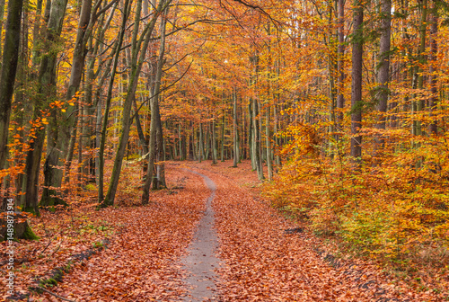 Scenic forest path covered in autumn leaves in Oliwa, Poland.