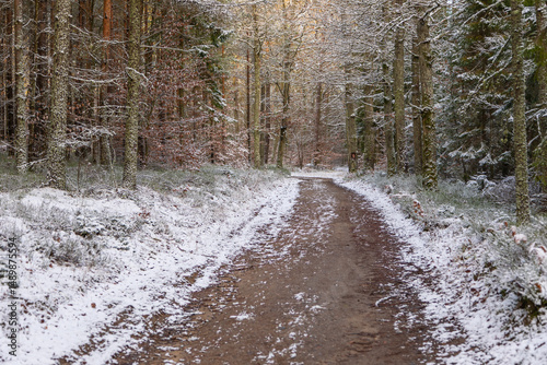 Snowy forest trail in the Kashubian woods in winter, Poland.