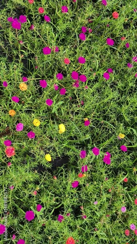 4k real time video footage. Common Purslane flower Multicolored in garden or park. Camera angle moving from left to right