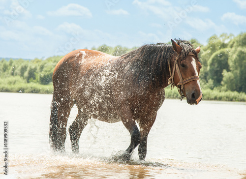 A horse refreshes itself in river water
