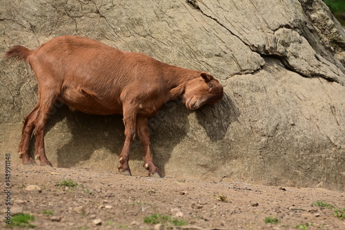 Ziegenparadies. Verschiedene Ziegen klettern fröhlich an einem Felsen