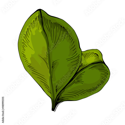 Carob fruit isolated on white background. Natural superfood concept. Alternative healthy product. Vector illustration