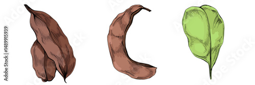 Carob fruit isolated on white background. Natural superfood concept. Alternative healthy product. Vector illustration