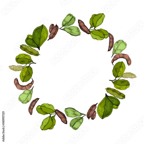 Carob fruit isolated on white background. Natural superfood concept. Alternative healthy product. Vector illustration