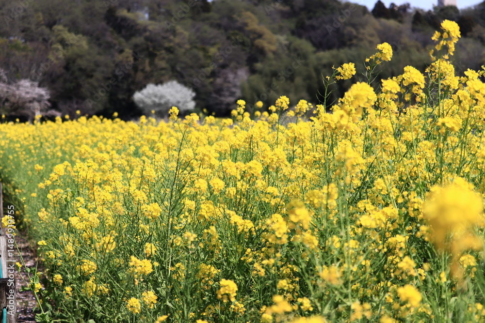 Obraz premium rape＆Cherry blossom field 