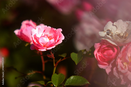 rosa blühende Rose