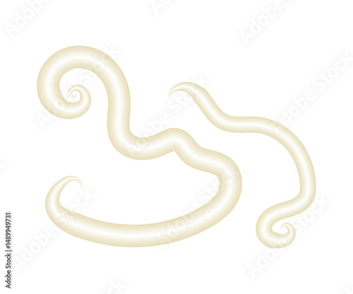 Ascaris lumbricoides, a parasitic roundworm infecting humans, causing ascariasis