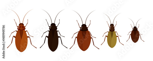 Five cockroaches of different colors showing diversity within species