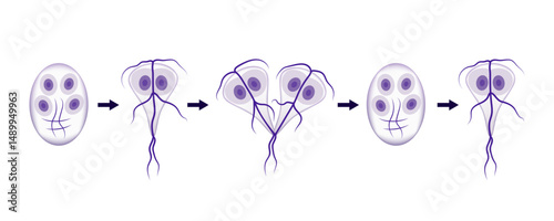 Giardia lifecycle showing cysts and trophozoites stages