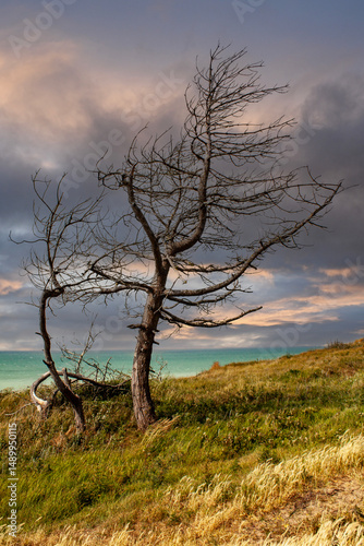 Arbre sans feuilles sur une colline en bord de mer sous un ciel menaçant