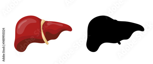 Human liver with realistic color and black silhouette isolated on white background