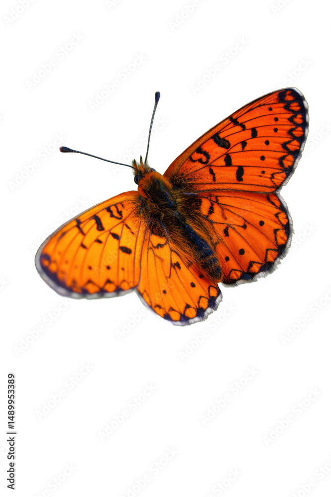 Obraz premium Vibrant Orange Butterfly with Intricate Wing Patterns