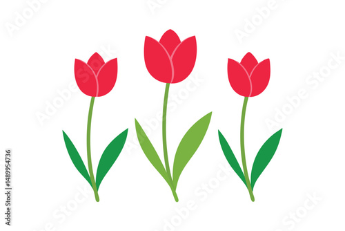 red tulips on white background
