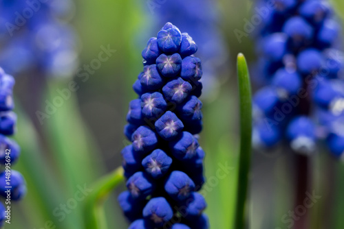 Blooming grape hyacinths (Muscari) in spring garden at golden hour sunlight