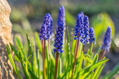 Blooming grape hyacinths (Muscari) in spring garden at golden hour sunlight