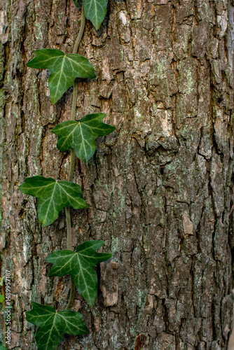 Climbing Ivy on Tree Bark, nature’s Vertical Garden