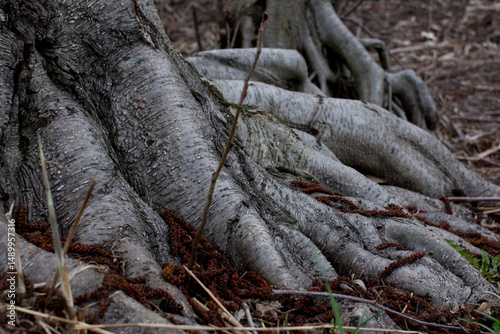 Powerful roots of an old tree embedded in the ground — bark texture, natural strength and stability in a wild forest setting