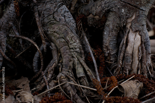 Powerful roots of an old tree embedded in the ground — bark texture, natural strength and stability in a wild forest setting