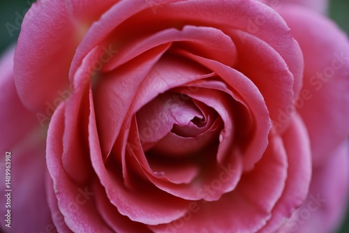 Close-up of a beautiful pink rose showcasing delicate petals and rich colors.
