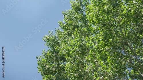 Close-up of green leaves gently moving in the breeze under a bright blue sky, filmed in 4K with slow panning motion and natural daylight