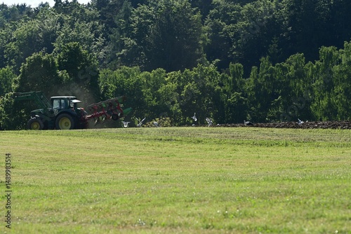 Futterbüffet. Möwen und Störche folgen einem Traktor der ein Feld ackert