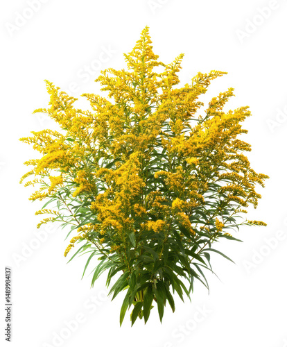 Vibrant Yellow Goldenrod Flower Bush High-Resolution Stock Photo