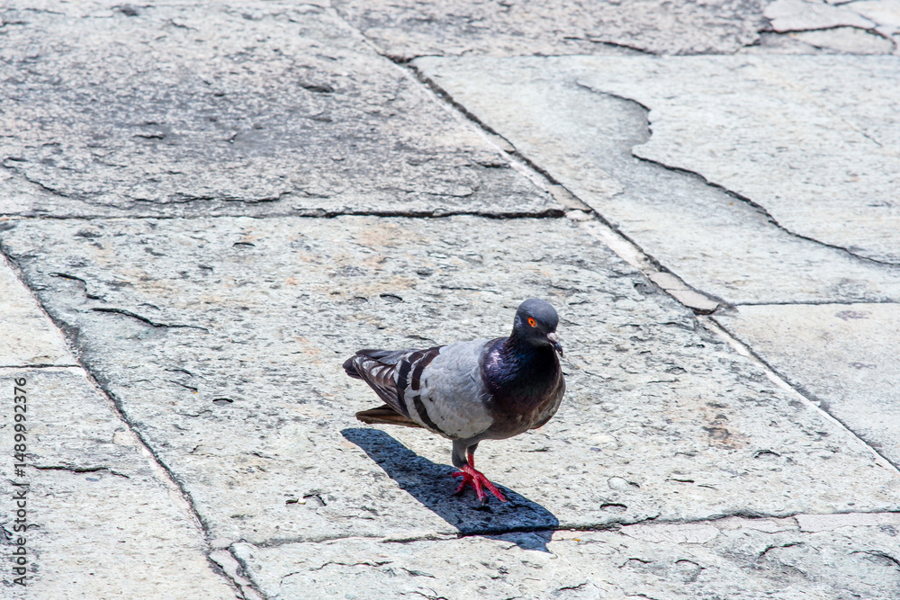 Fototapeta premium Feral pigeon in the garden of Grand Palace Bangkok Thailand.