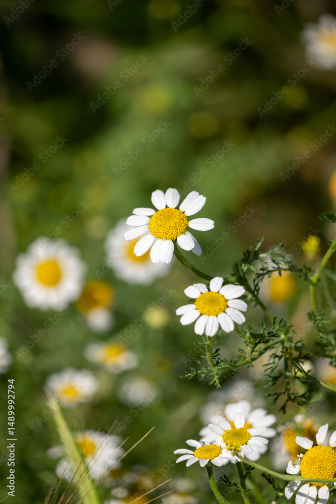 Fototapeta premium daisies in a field