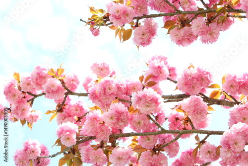 満開の八重桜（関山）　空背景