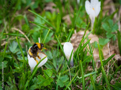 Bumblebee flying in crocus collecting pollen