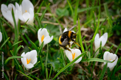 Bumblebee flying in crocus collecting pollen